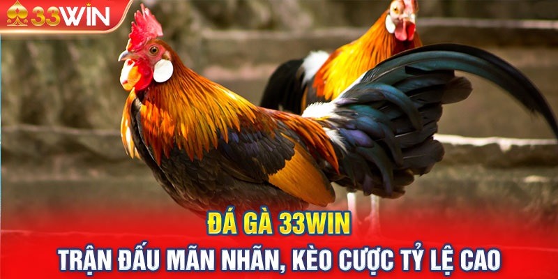 Đá gà 33WIN được hàng triệu người chơi chào đón mỗi ngày