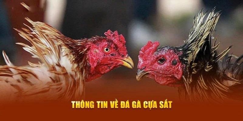 Đá gà cựa sắt đem tới trải nghiệm khác biệt và kịch tính