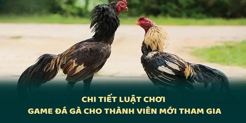 Luật chơi chọi kê cựa sắt tại 33WIN cực giản đơn và dễ hiểu