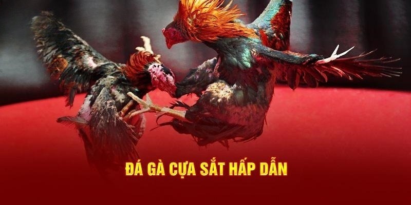 đá gà cựa sắt