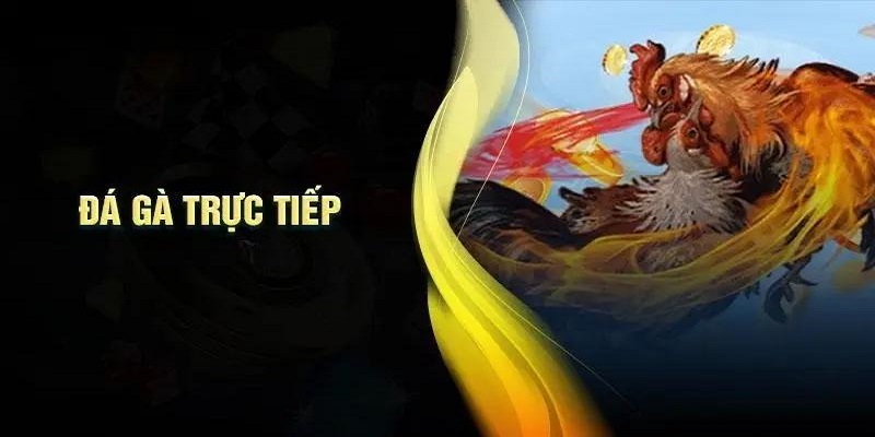 4 bước để tham gia đá gà trực tiếp nhanh chóng tại 33WIN