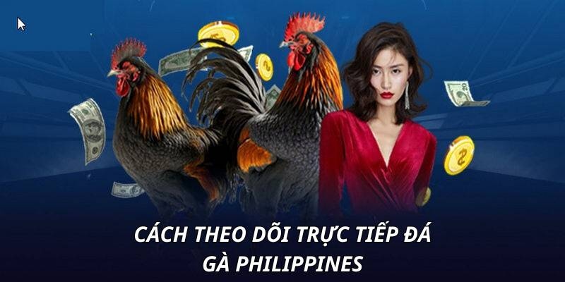 Quy trình tham gia chơi đá gà Philippines tại 33WIN